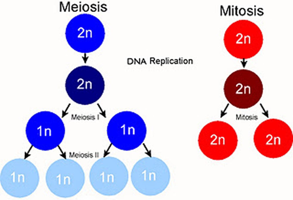 Resultat d'imatges de meiosis